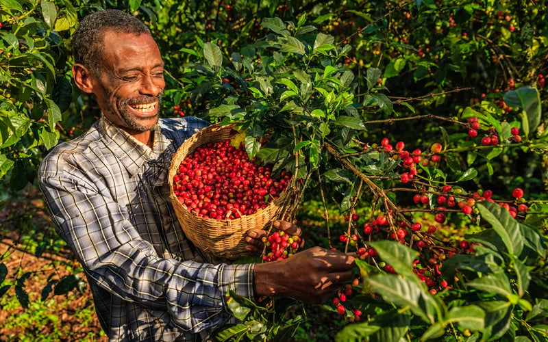 Yirgacheffe vs Sidamo: Ethiopian Coffee Tasting Notes Explained