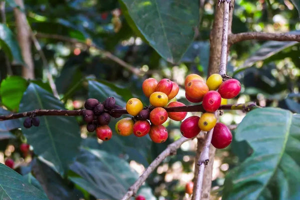Natural vs Washed Ethiopian Coffee: How Processing Changes What's in Your Cup