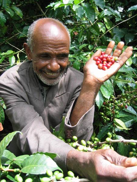 Ethiopian coffee