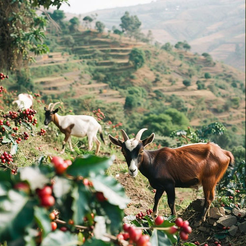 The Birthplace of Coffee: Ethiopia's Rich Brewing Heritage