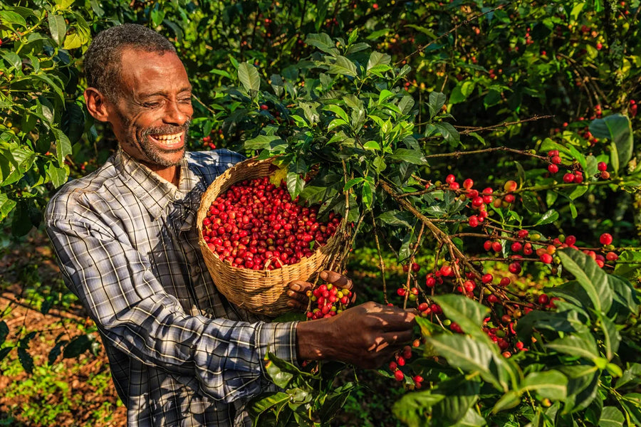 Yirgacheffe vs Sidamo: Ethiopian Coffee Tasting Notes Explained