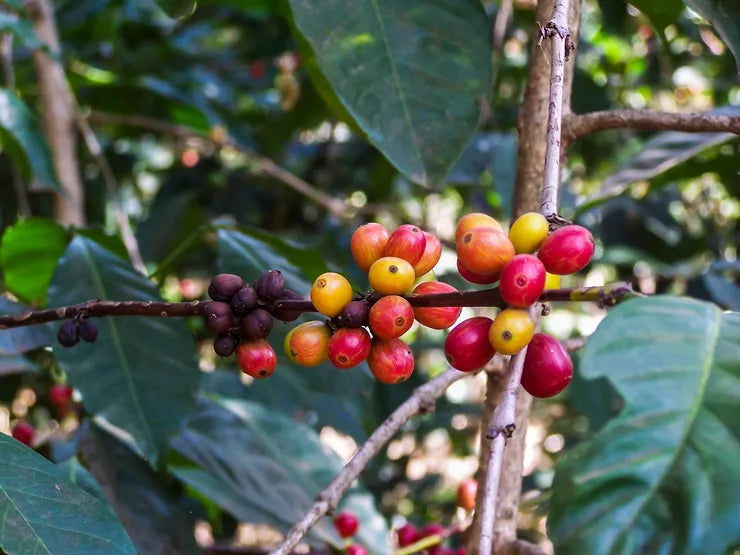Ethiopian coffee